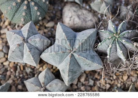 Green Cacti Astrophytum In Row On Rustic Background. Toned Vintage.