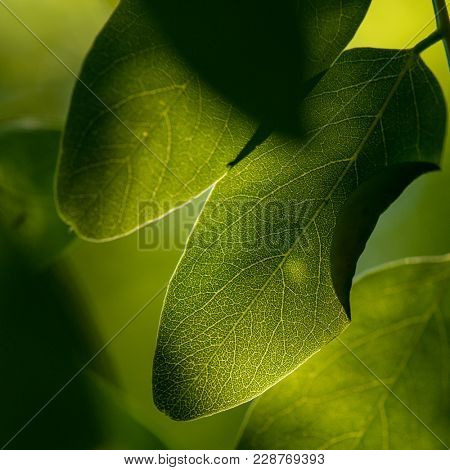 Green leaves macro. Backlit leaves with leaf vein. Extreme close up macro photography.