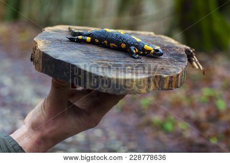 View Of The Fire Salamander In Its Habitat