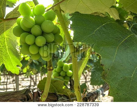 White Grapes Hanging From Lush Green Vine With Vineyard Background, In Brazil