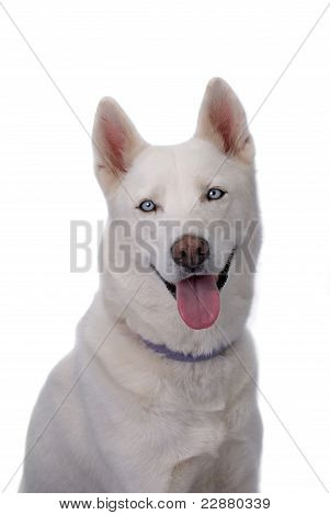 White Siberian Husky With Blue Eyes On White Background