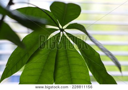 Money Tree (pachira Aquatica) Houseplant In Front Of A Curtain With Green Optic Macro Leaf