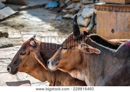 Indian Holy Cow In Front Of The Tipical Indian House Jaisalmer.