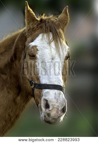 Workhorse With A White Spot On The Forehead