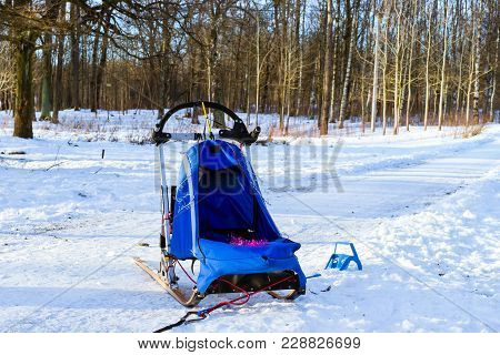 Sports Sledding With Dogsled On Skis. Races Sleds