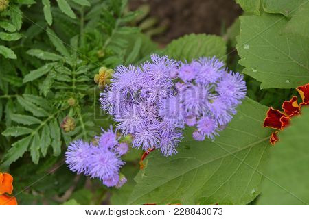 Ageratum Houstonianum. Ageratum Mexican. Ageratum Houstonianum. Flower. Close-up. Horizontal Photo