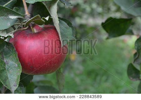 Apple. Grade Florina. Apples Average Maturity. Fruits Apple On The Branch. Apple Tree. Garden. Farm.