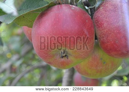 Apple. Grade Florina. Apples Average Maturity. Fruits Apple On The Branch. Apple Tree. Garden. Farm.