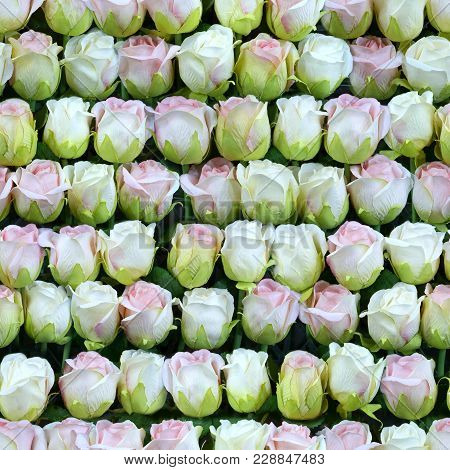 Colorful Artificial White And Pink Roses In A Row Seamless Texture Background