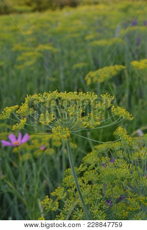 Dill. Anethum Graveolens.  Short-lived Annuals. Medicinal Plant. Dill Flowers. On Blurred Background