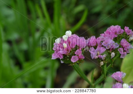 Dill. Anethum Graveolens.  Short-lived Annuals. Medicinal Plant. Dill Flowers. On Blurred Background
