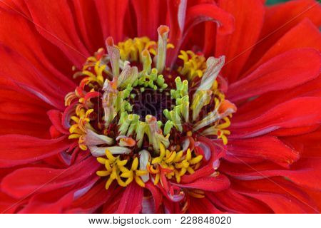 Dill. Anethum Graveolens.  Short-lived Annuals. Medicinal Plant. Dill Flowers. On Blurred Background