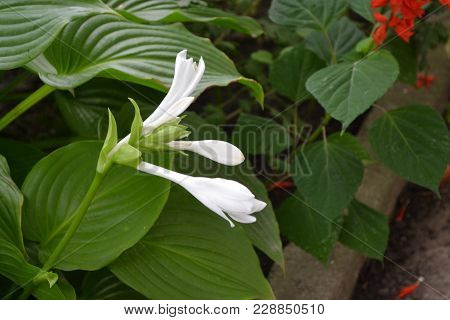 Hosta. Hosta Plantaginea. Hemerocallis Japonica. Floral Bushes. Large Leaves Are Green In Color. Pur