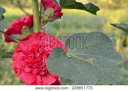 Mallow. Malva. Alcea. Large, Curly Flowers. The Flower Similar To A Rose. Red, Burgundy. Close-up. S
