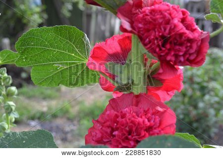 Mallow. Malva. Alcea. Large, Curly Flowers. The Flower Similar To A Rose. Red, Burgundy. Close-up. S