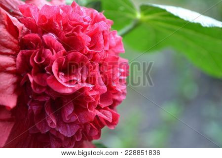 Mallow. Malva. Alcea. Large, Curly Flowers. The Flower Similar To A Rose. Red, Burgundy. Close-up. S