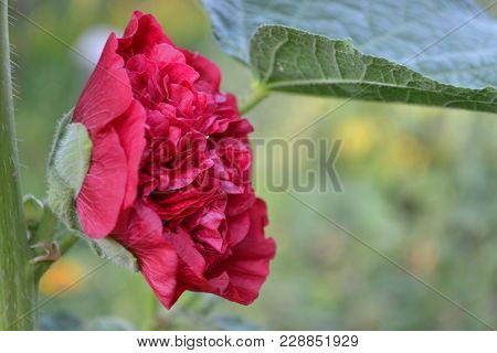 Mallow. Malva. Alcea. Large, Curly Flowers. The Flower Similar To A Rose. Red, Burgundy. Close-up. S