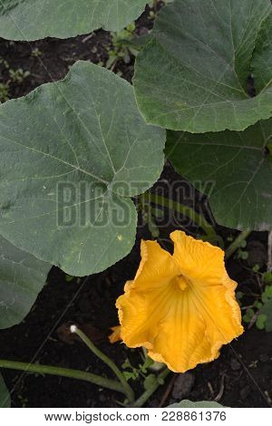White Cabbage. Cabbage Growing In The Garden. Brassica Oleracea. Field. Farm. Agriculture. Growing C