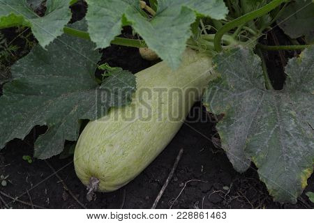 White Cabbage. Cabbage Growing In The Garden. Brassica Oleracea. Field. Farm. Agriculture. Growing C