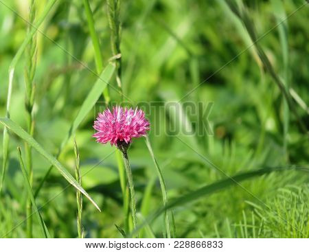 Pink Flower On Light Green Grass. Beautiful Nature Ecological Background. Spring Concept