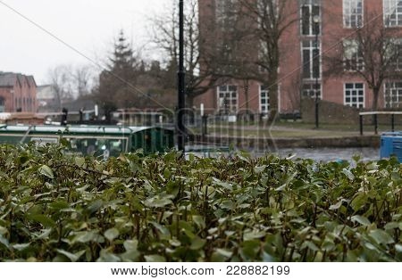 Green Bushes And Snowing
