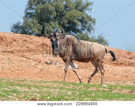 One Wildebeest, Also Called Gnus (connochaetes) Walks The Earth On A Sunny Day And Looks Around