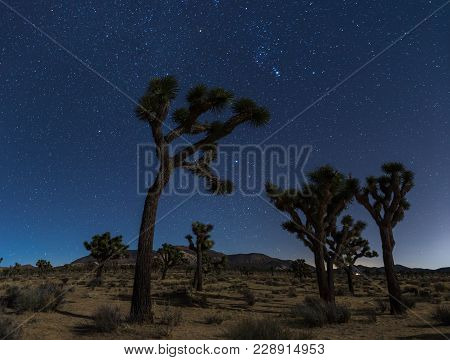 Joshua Trees At Night With Clean And Starry Sky, Joshua Tree National Park, California