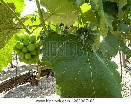 White Grapes Hanging From Lush Green Vine With Vineyard Background, In Brazil