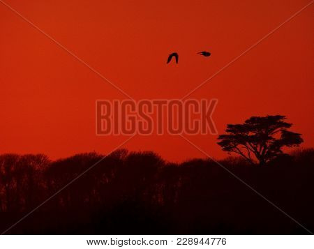Silhouette Red Sky, Trees & Flying Birds Sunset Bannow Wexford