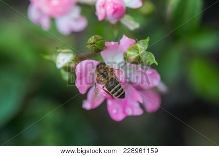 Honey Bee Collects Nectar From A Pink Rose Flower. A Rose Flower Close-up. Detailed Image Of The Bee
