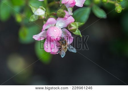 Honey Bee Collects Nectar From A Pink Rose Flower. A Rose Flower Close-up. Detailed Image Of The Bee