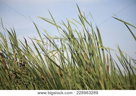 Swamp Grass