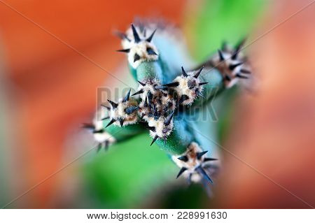 Focus On Thorn Cactus. Black Thick Spikes Close Up. Blurred Background Of Orange And Green. Succulen