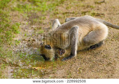 A Female Hanuman Or Grey Langur, Genus Semnopithecus Drinking Water While Its Baby Clings To Her. Ka