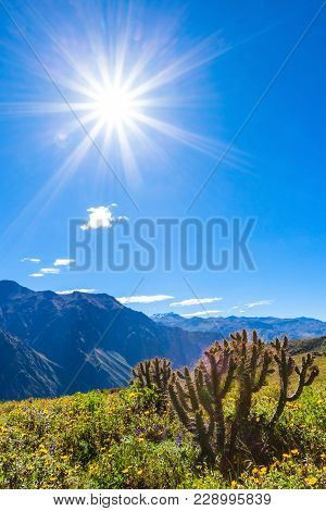 Colca Canyon Is A Canyon Of The Colca River In Southern Peru