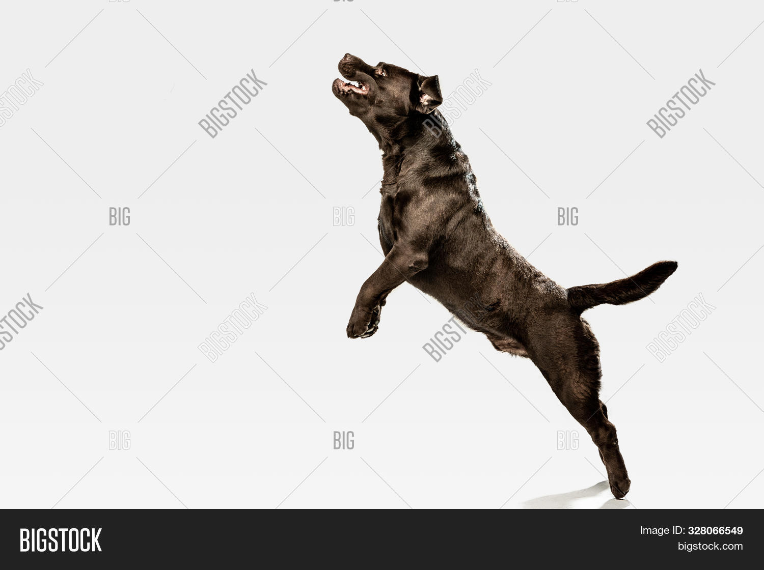 How High Can A Large Dog Jump