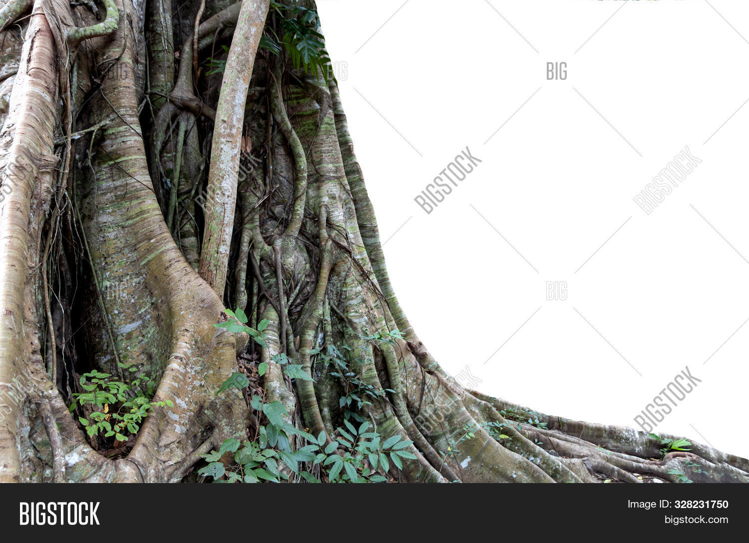 Trunk Big Tree Roots Image & Photo (Free Trial) | Bigstock