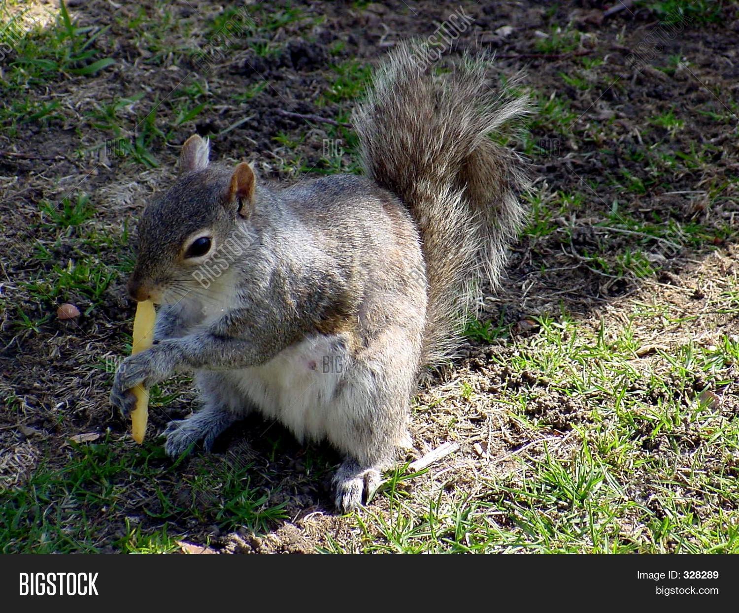 French Fries Squirrel Image & Photo (Free Trial) Bigstock
