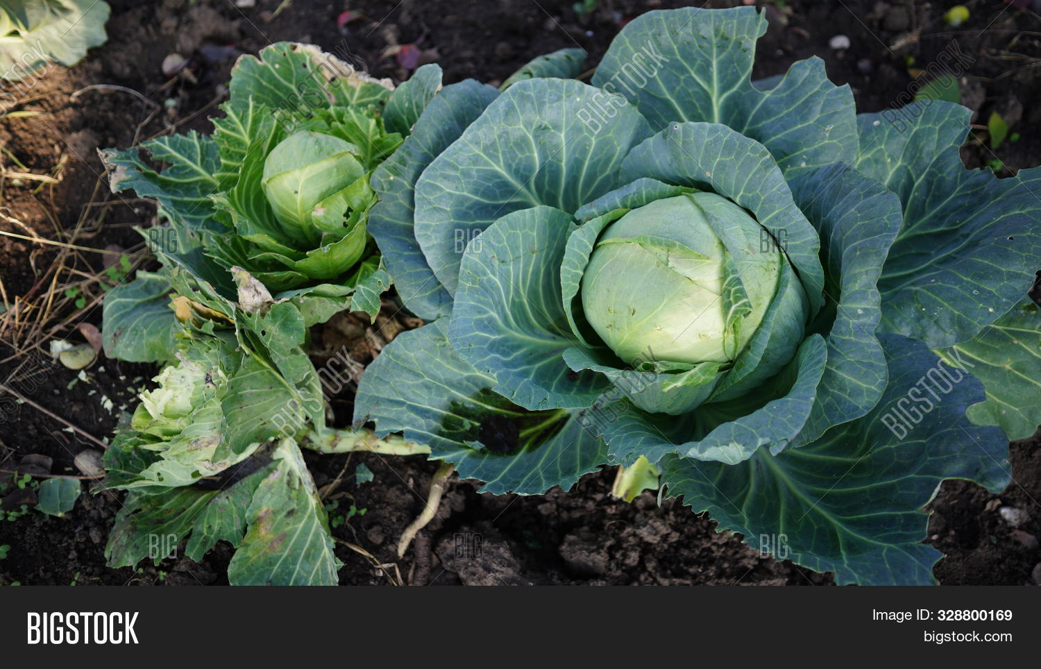 Cabbage Edible Plants Image & Photo (Free Trial) Bigstock