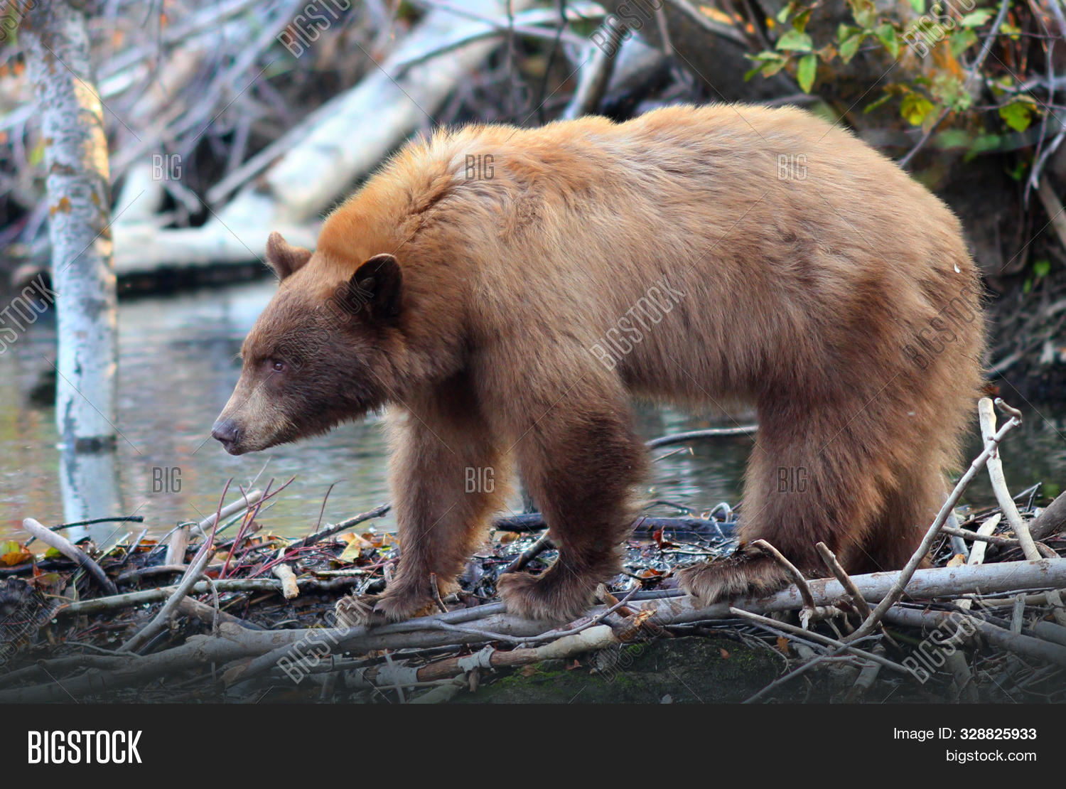 Brown Bear South Lake Image & Photo (Free Trial) Bigstock