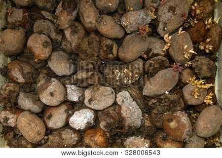 Pile of rotting potatoes waste. Heap of rotten potatoes cornered. Composting concept