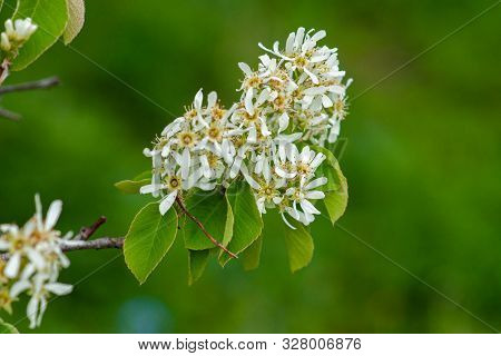 White Flowers Of The Tree Amelanchier Arborea (irga) On A Green Background Close-up