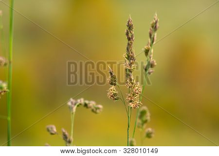 Cocksfoot Meadow Grass On Blurred Background 
Close-up