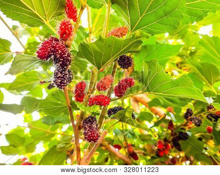Organic Mulberry Fruit On The Tree Blured. Black Ripe And Red Unripe Mulberries On The Branch Of Tre