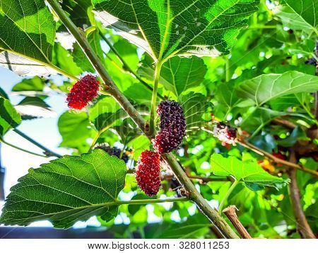 Organic Mulberry Fruit On The Tree Blured. Black Ripe And Red Unripe Mulberries On The Branch Of Tre