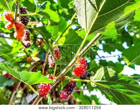 Organic Mulberry Fruit On The Tree Blured. Black Ripe And Red Unripe Mulberries On The Branch Of Tre