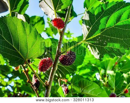 Organic Mulberry Fruit On The Tree Blured. Black Ripe And Red Unripe Mulberries On The Branch Of Tre