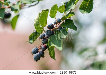 Branch Irga (amelanchier) With Ripe Blue Berries And Green Leaves. Close-up Against The Blue Sky