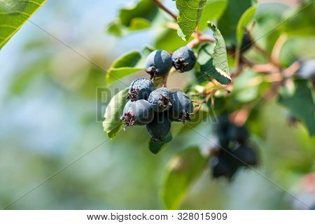 Branch Irga (amelanchier) With Ripe Blue Berries And Green Leaves. Close-up Against The Blue Sky