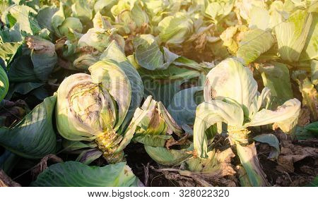 Mucous Bacteriosis Of White-headed Cabbage. Defeat Disease Vegetables On The Field. Bad Harvest. Agr